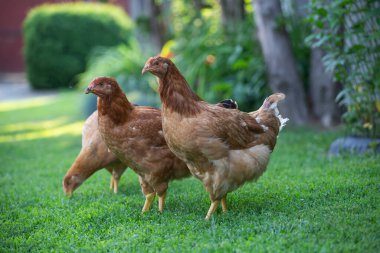 Yeşil çimenlikteki özgür tavuk kuşları.