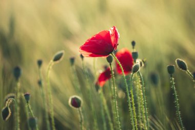 Canlı haşhaş tarlası - Ateşkes veya Anma Günü konsepti