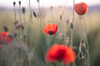 Canlı haşhaş tarlası - Ateşkes veya Anma Günü konsepti