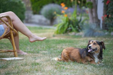 Sıradan, orta yaşlı bir kadın bahçede küçük kahverengi köpeğiyle eğleniyor. Hayvanlarla bağ kurma ve birlikte olmaktan keyif alma kavramı.