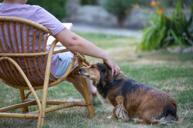 Kadın kitap okuyor, güneşli bir günde tüylü kahverengi köpeğiyle sandalyede dinleniyor. Hayvanlarla bağ kurma ve birlikte olmaktan keyif alma kavramı.