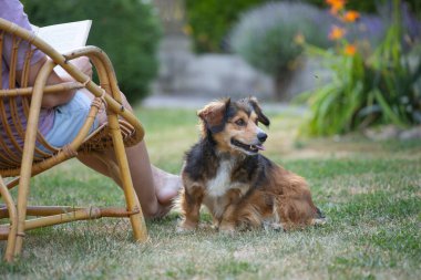 Kadın kitap okuyor, güneşli bir günde tüylü kahverengi köpeğiyle sandalyede dinleniyor. Hayvanlarla bağ kurma ve birlikte olmaktan keyif alma kavramı.