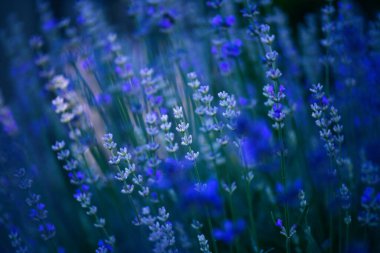 Çiçekli lavanta arka planı. Huzurlu, parlak ve rahatlatıcı doğa manzarası.
