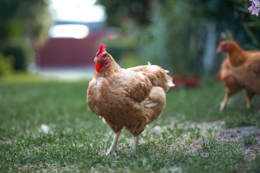 # Yeşil çimenlikteki tavuklar #.