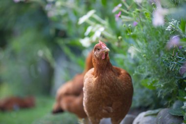 # Yeşil çimenlikteki tavuklar #.