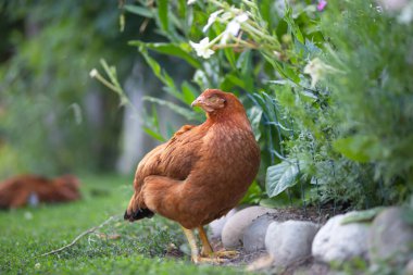 # Yeşil çimenlikteki tavuklar #.