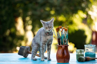 Kil sürahisinde boya fırçaları ve sevimli bir kedi..
