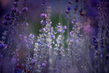 Çiçekli lavanta arka planı. Huzurlu, parlak ve rahatlatıcı doğa manzarası.
