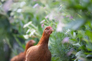 # Yeşil çimenlikteki tavuklar #.