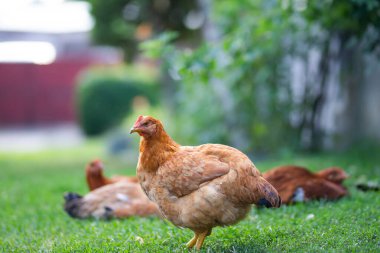 # Yeşil çimenlikteki tavuklar #.