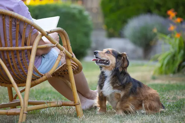 Kadın kitap okuyor, güneşli bir günde tüylü kahverengi köpeğiyle sandalyede dinleniyor. Hayvanlarla bağ kurma ve birlikte olmaktan keyif alma kavramı.