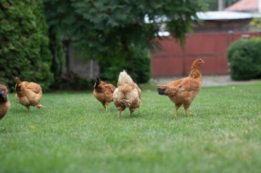 # Yeşil çimenlikteki tavuklar #.
