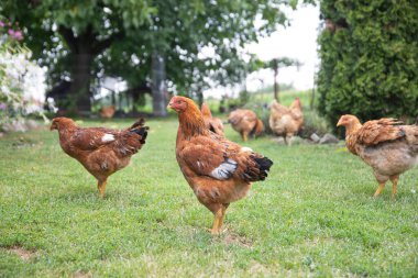 # Yeşil çimenlikteki tavuklar #.