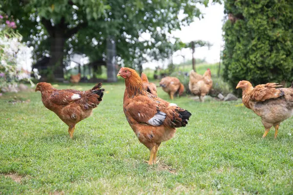 # Yeşil çimenlikteki tavuklar #.