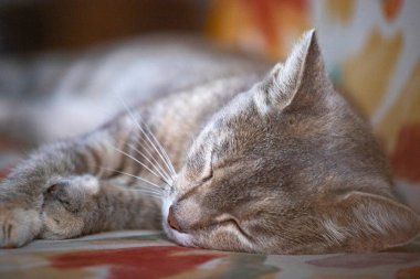 Close-up portrait of a serene cat with tabby fur sleeping peacefully on a colorful sofa, representing tranquility.