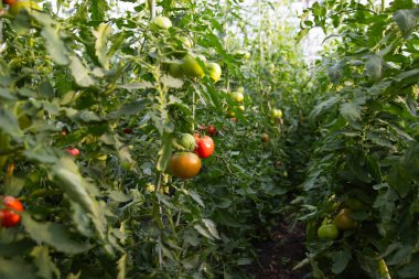 Modern serada domates yetişiyor. Organik tarım kavramı.