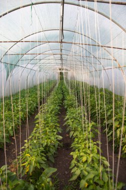 Biberler, modern serada yetişen kırmızı biberler. Organik tarım kavramı.