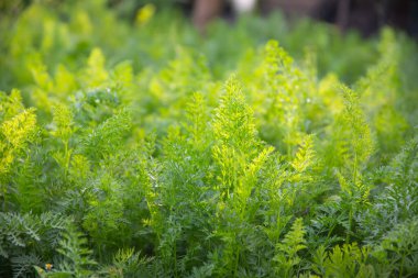 Yeşillik havuç yapraklarının seçici odağı