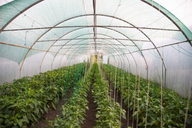 Biberler, modern serada yetişen kırmızı biberler. Organik tarım kavramı.