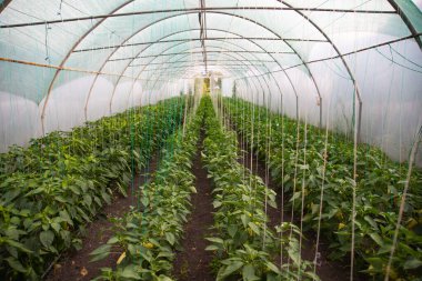 Biberler, modern serada yetişen kırmızı biberler. Organik tarım kavramı.