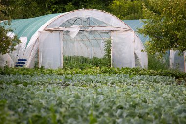 Lahana tarlasında organik sebze yetiştirmek için modern sera.
