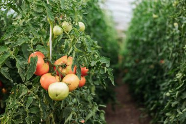 Modern serada yetişen domateslere yakın çekim. Organik tarım kavramı. Kopyalama alanı olan pankart.