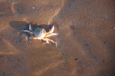 Altın kumlu plajda bir yengecin (Ovalipes katarusu) üzerine yaklaş