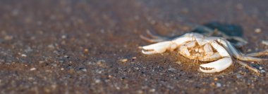 Altın kumlu plajda bir yengecin (Ovalipes katarusu) üzerine yaklaş