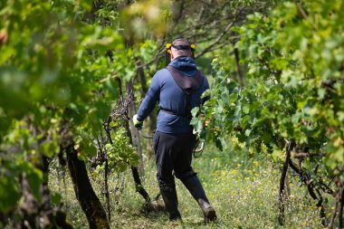 Üzüm bağındaki çim biçme makinesiyle çimleri biçiyorum..