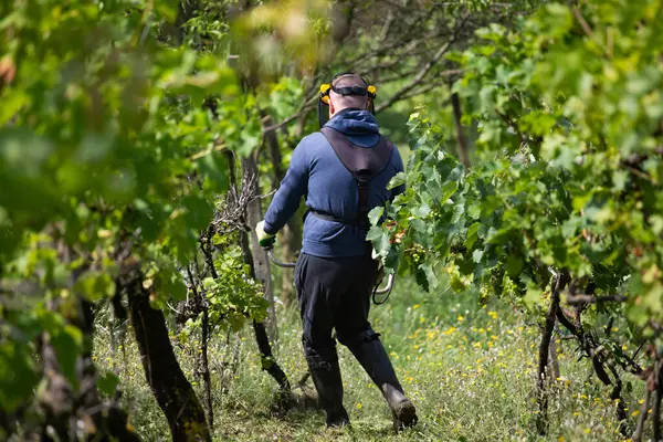 Üzüm bağındaki çim biçme makinesiyle çimleri biçiyorum..