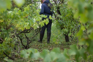 Üzüm bağındaki çim biçme makinesiyle çimleri biçiyorum..