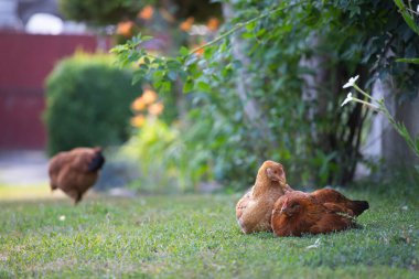 # Yeşil çimenlikteki tavuklar #.