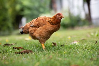 # Yeşil çimenlikteki tavuklar #.