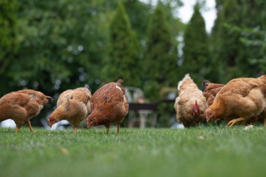 # Yeşil çimenlikteki tavuklar #.