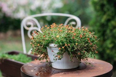 Garden still life with ornamental succulents in a pot on a vintage table and a wrought iron chair.