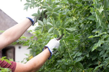 Bahçıvan budama makası kullanıyor, güllere, bitkilere ve diğer çiçeklere bakıyor.