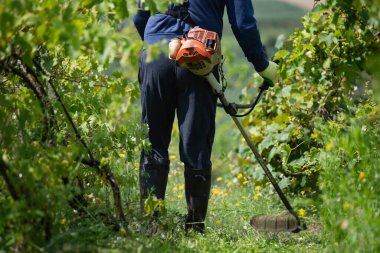 Üzüm bağındaki çim biçme makinesiyle çimleri biçiyorum..