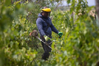 Üzüm bağındaki çim biçme makinesiyle çimleri biçiyorum..