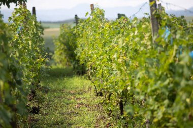 A row of grapevines bathed in sunlight, featuring verdant leaves and clusters of unripe grapes