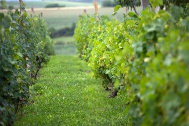 A row of grapevines bathed in sunlight, featuring verdant leaves and clusters of unripe grapes