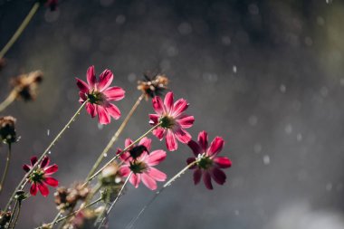 Beautiful cosmos flowers in rain.