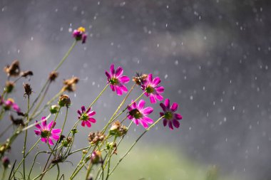 Beautiful cosmos flowers in rain.
