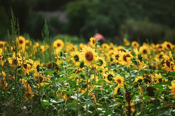 Ayçiçekli güzel tarlalar Yazın parlak güneş ışınlarıyla. 