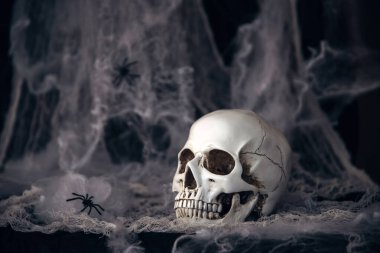 Dark Halloween background with human skull and spider web. Spooky atmosphere, horror concept and holiday decoration.