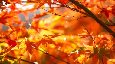 Sonbahar Japon akçaağaç yaprakları güneşli bir günde dökülüyor.