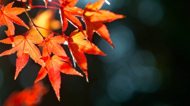 Sonbahar Japon akçaağaç yaprakları güneşli bir günde dökülüyor.