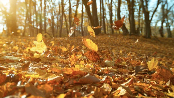 Vallende Kleurrijke Herfstbladeren Tijdens Zonnige Dag — Stockfoto