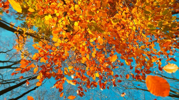 Sonbahar Kayın Yapraklarının Açık Mavi Gökyüzüne Düşüşünün Dondurucu Hareketi — Stok fotoğraf