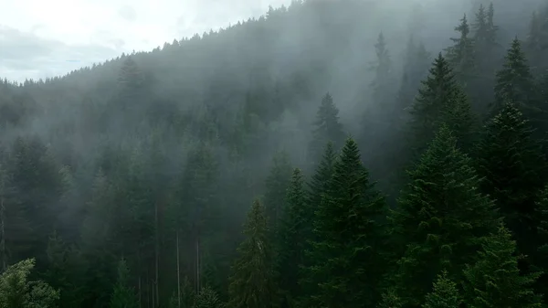 Spruce Δέντρα Στην Ομίχλη Πρωί Στο Βουνό Φθινόπωρο — Φωτογραφία Αρχείου