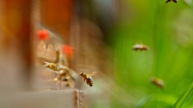 Arı kovanına girip çıkan arıların dondurucu hareketi, makro çekim..